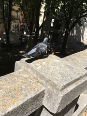 Columba livia domestica