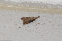 Hypena humuli