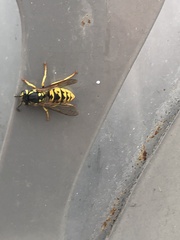 Vespula germanica