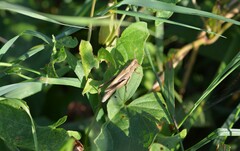 Chorthippus dorsatus