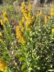 Solidago