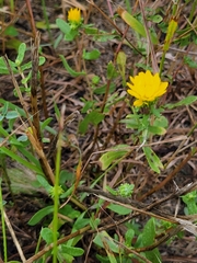 Grindelia squarrosa
