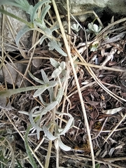 Cerastium tomentosum