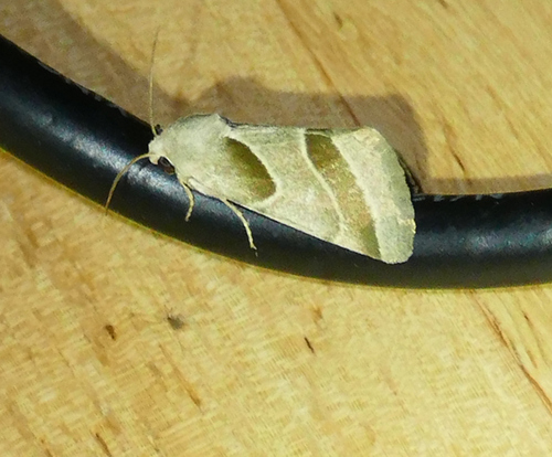 Boneset Flower Moth photo 5