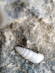 Fauxulus capensis