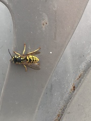 Vespula germanica