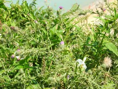 Phytolacca americana