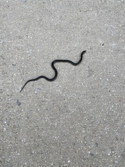 Lampropeltis nigra