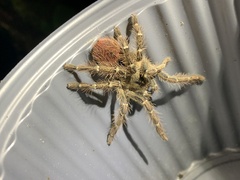 Thrixopelma