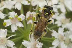 Tenthredo arcuata