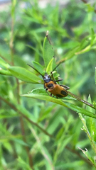 Chauliognathus pensylvanicus