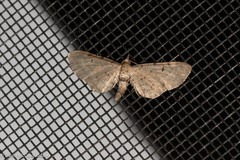 Eupithecia absinthiata