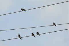 Hirundo rustica