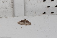 Xanthorhoe ferrugata