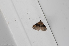 Xanthorhoe ferrugata