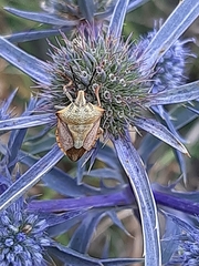 Carpocoris