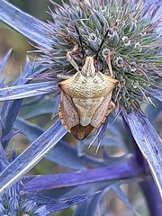 Carpocoris