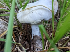Hypomyces
