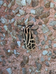 Apantesis parthenice