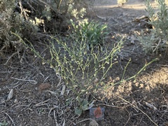 Eriogonum cernuum