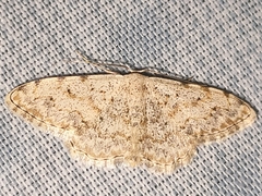 Scopula submutata