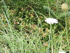 Daucus carota