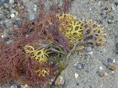 Chondrus crispus