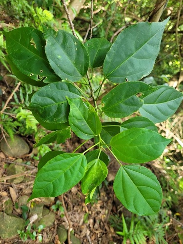 Croton tiglium iNat (2)