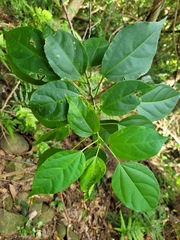 Croton tiglium