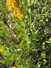 Solidago
