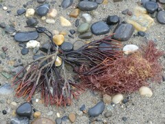 Furcellaria lumbricalis