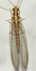 Pseudomallada genei
