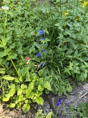 Delphinium menziesii