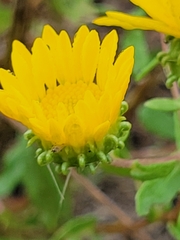 Grindelia squarrosa