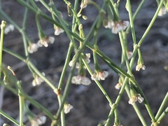 Eriogonum cernuum