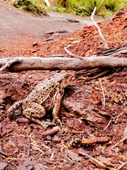 Anaxyrus boreas