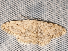 Scopula submutata