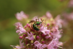 Augochlorella aurata