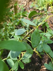 Uresiphita