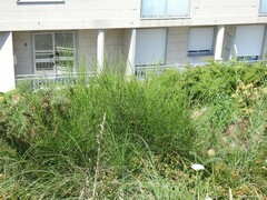 Daucus carota