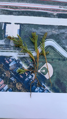 Suaeda calceoliformis