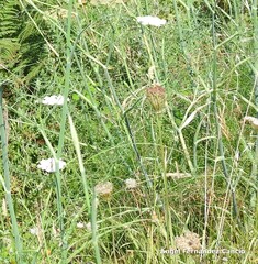 Daucus carota