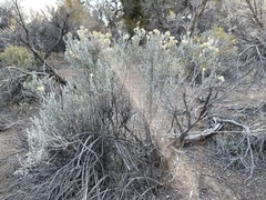 Tetradymia canescens