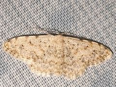 Scopula submutata