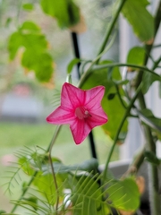 Ipomoea quamoclit