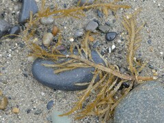 Desmarestia ligulata