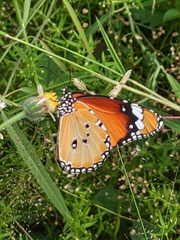 Danaus chrysippus