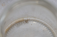 Philodromidae