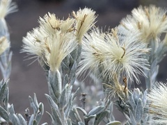 Tetradymia canescens