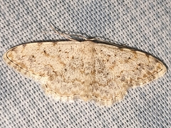 Scopula submutata